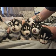 Siberian Husky - Both