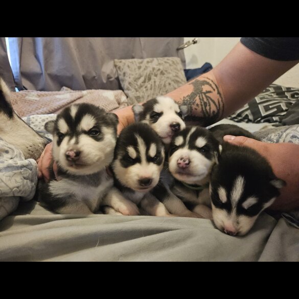 Siberian Husky - Both
