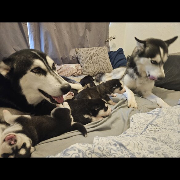 Siberian Husky - Both