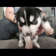 Siberian Husky - Both