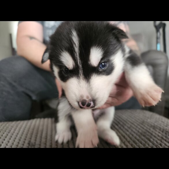 Siberian Husky - Both