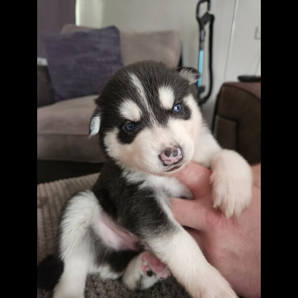 Siberian Husky - Both