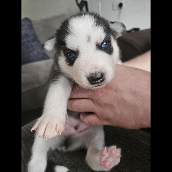 Siberian Husky - Both