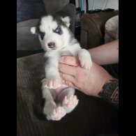 Siberian Husky - Both