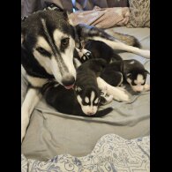 Siberian Husky - Both
