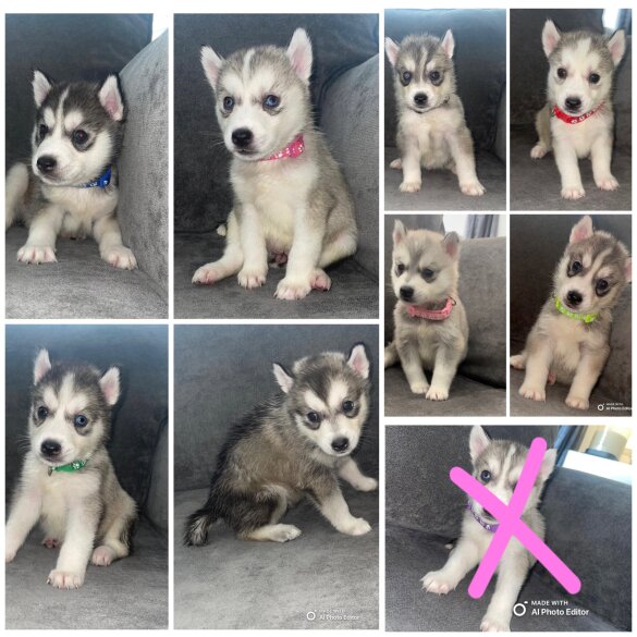 Siberian Husky - Both