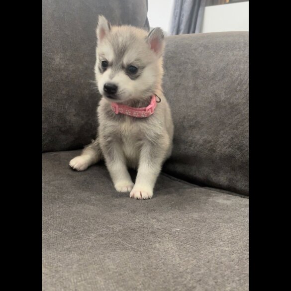 Siberian Husky - Both