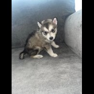 Siberian Husky - Both