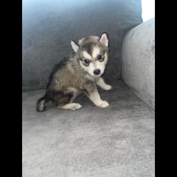Siberian Husky - Both