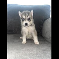 Siberian Husky - Both