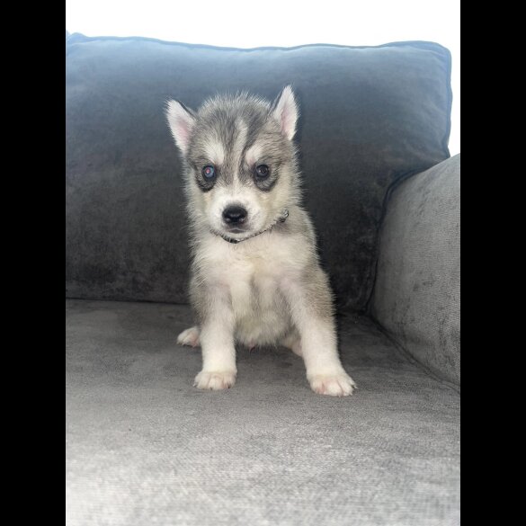 Siberian Husky - Both