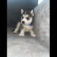 Siberian Husky - Both