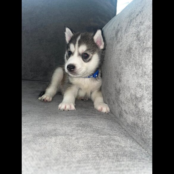 Siberian Husky - Both