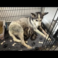 Siberian Husky - Both