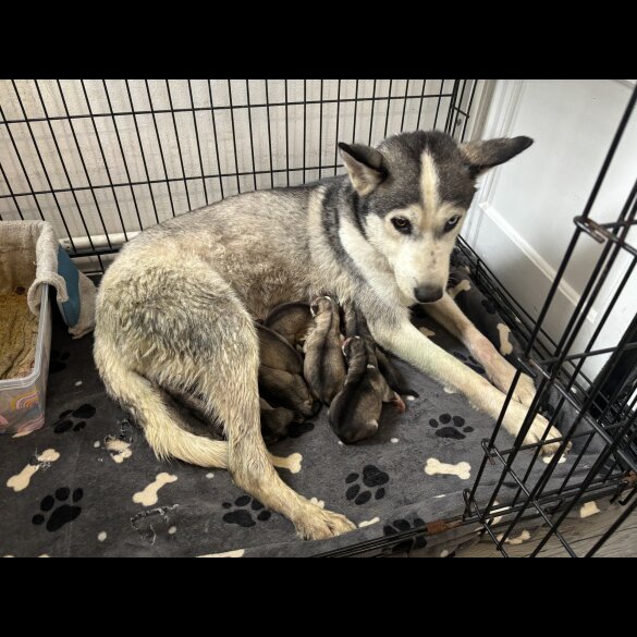 Siberian Husky - Both