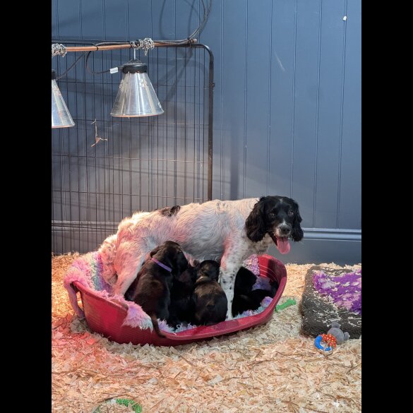 Springador - Dogs