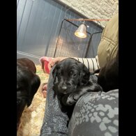 Springador - Dogs