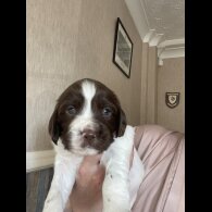 Sprocker Spaniel - Both
