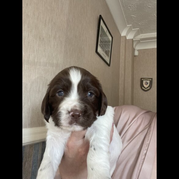 Sprocker Spaniel - Both