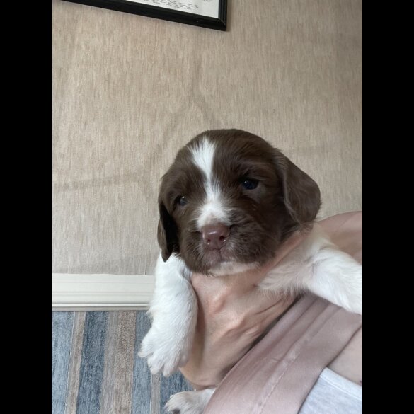 Sprocker Spaniel - Both