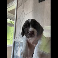Sprocker Spaniel - Both