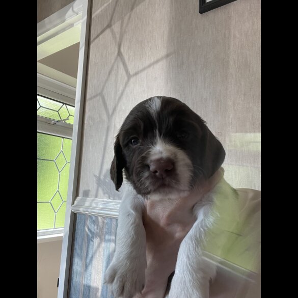 Sprocker Spaniel - Both