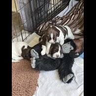 Sprocker Spaniel - Both