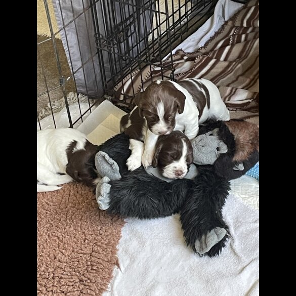 Sprocker Spaniel - Both