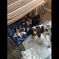 Sprocker Spaniel - Both