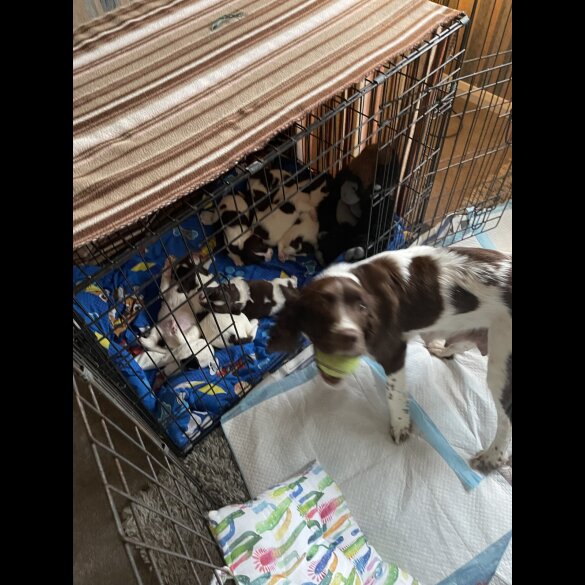 Sprocker Spaniel - Both