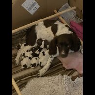 Sprocker Spaniel - Both