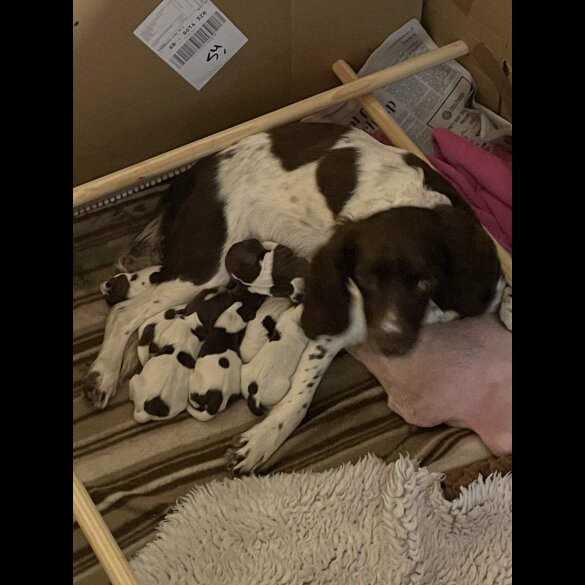Sprocker Spaniel - Both
