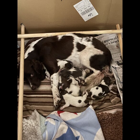 Sprocker Spaniel - Both