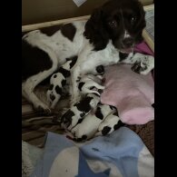 Sprocker Spaniel - Both