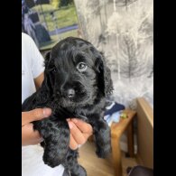 Sprocker Spaniel - Dogs