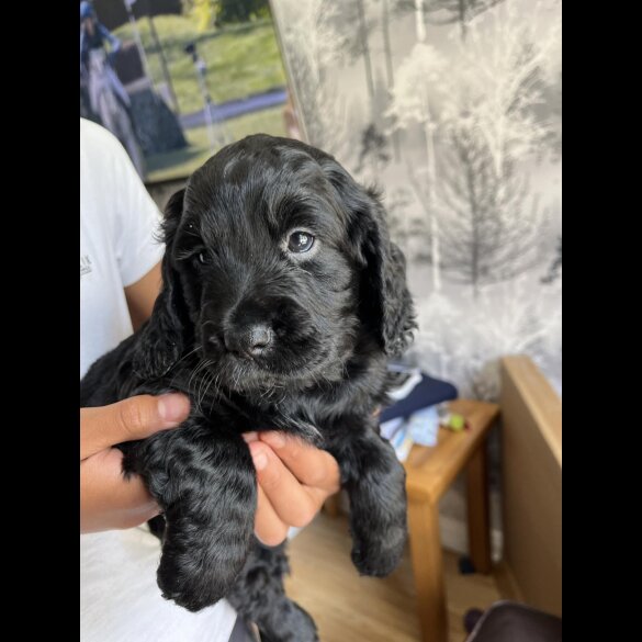 Sprocker Spaniel - Dogs
