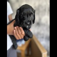 Sprocker Spaniel - Dogs