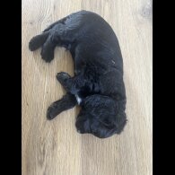 Sprocker Spaniel - Dogs