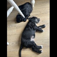 Sprocker Spaniel - Dogs