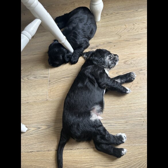 Sprocker Spaniel - Dogs