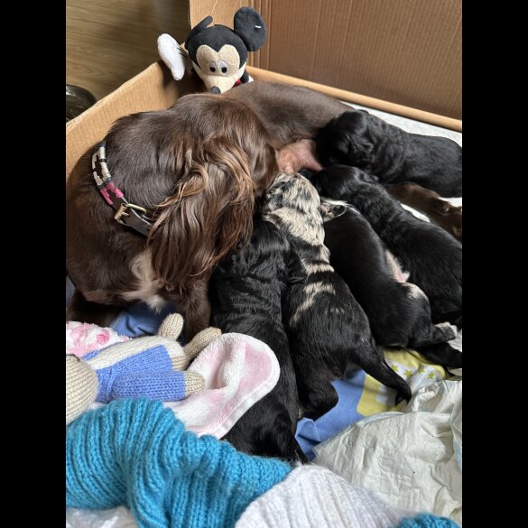 Sprocker Spaniel - Dogs