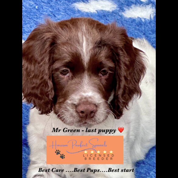 Sprocker Spaniel - Both