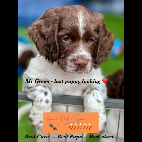 Sprocker Spaniel - Both