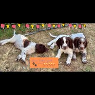 Sprocker Spaniel - Both