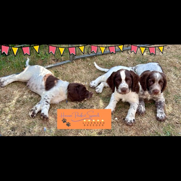 Sprocker Spaniel - Both
