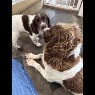 Sprocker Spaniel - Both