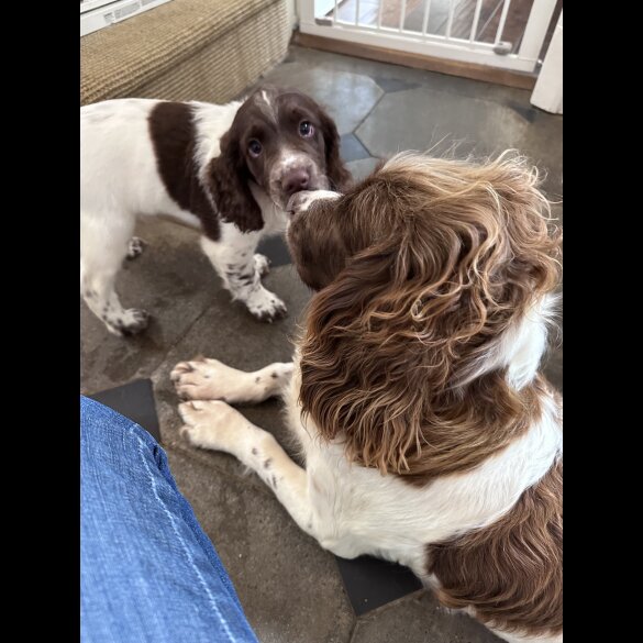 Sprocker Spaniel - Both