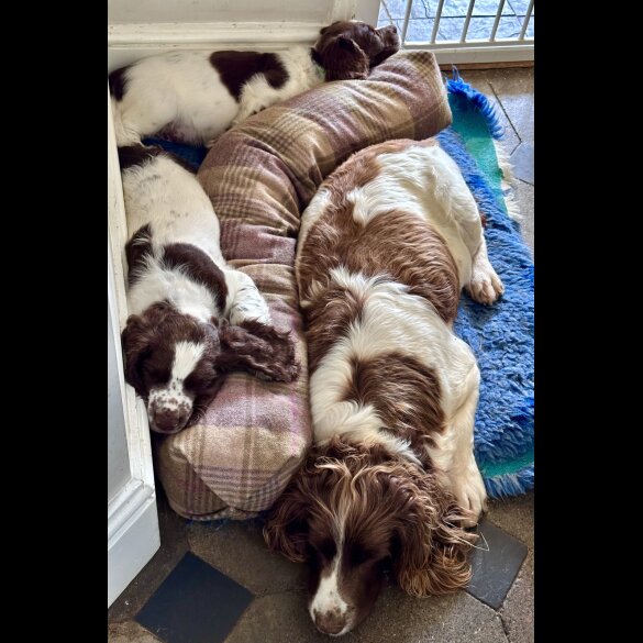 Sprocker Spaniel - Both