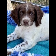 Sprocker Spaniel - Both