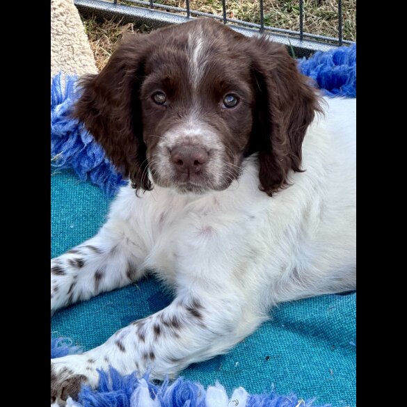 Sprocker Spaniel - Both